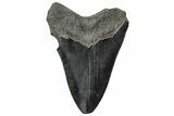 Serrated, Fossil Megalodon Tooth - South Carolina #306270-1